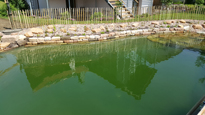 erfrischender Schwimmteich für den Garten von Bergmann Galabau